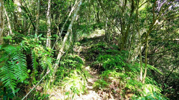 柯子林保甲路,如意湖,五指山古道2848886