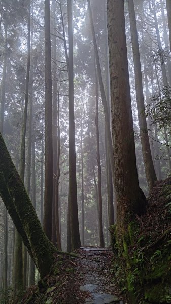 檜山巨木群2918008