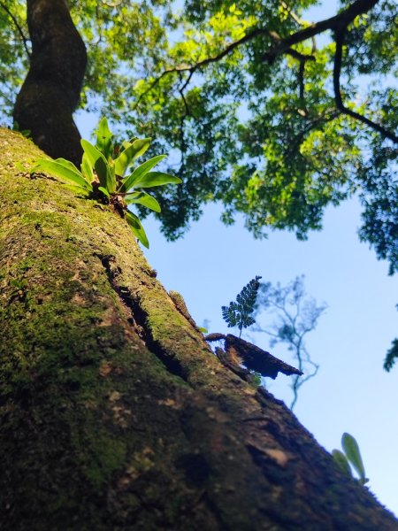打鐵寮-草嶺山-白石山