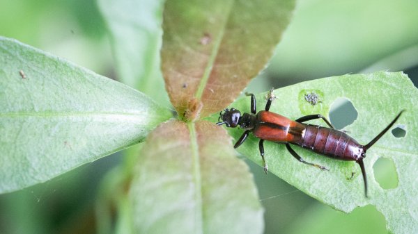 台北大縱走第七段 指南宮千階步道-樟山寺1742842
