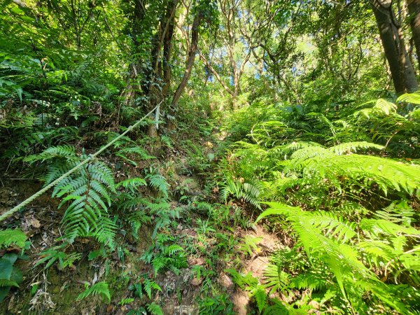 20250913秀才步道福人步道保甲古道2929855