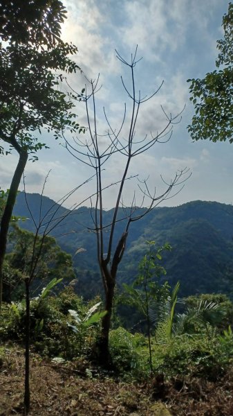 Cherry Blossom Season2013606