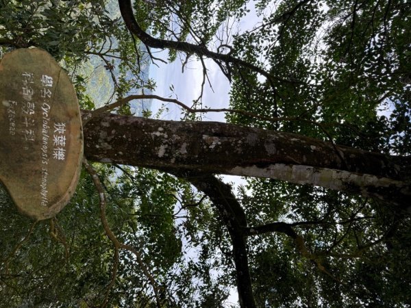 1150301溪頭天文台步道3008344