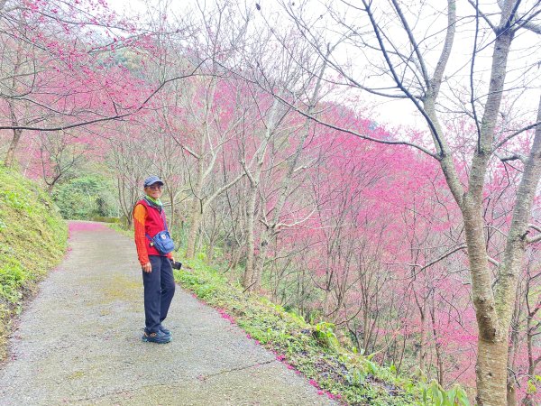 賞花順撿永興村、大車路    2024/01/242409995