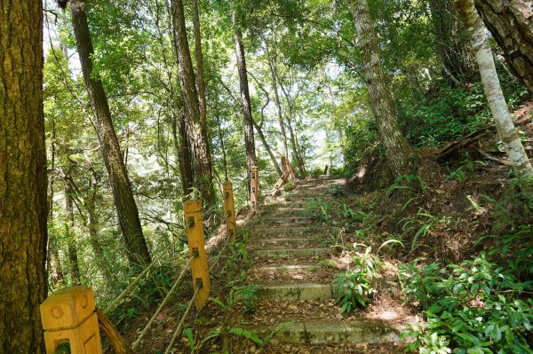 新竹 尖石 芝生毛臺山2608850