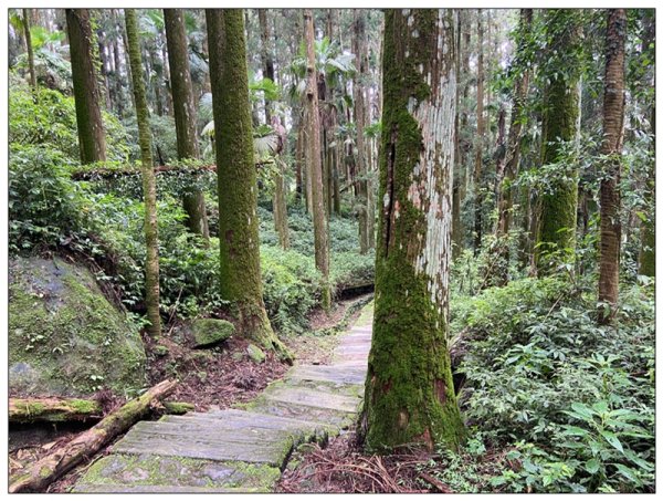 阿里山 頂湖步道 O遶一圈3088347