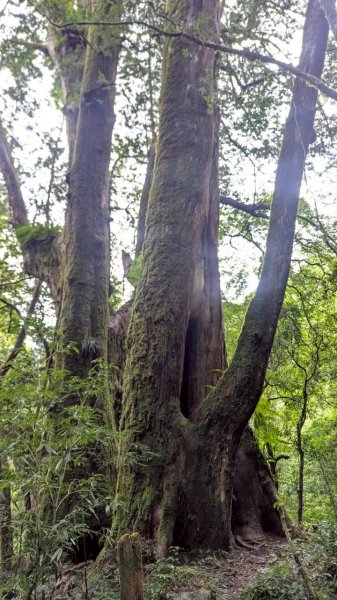鎮西堡巨木步道群 (B區)2861188