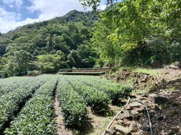 坪林區大舌湖漁光國小通學古道(保甲路古道)去回+大舌湖2844938