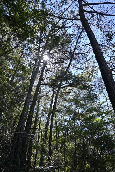 谷關七雄-馬崙山1st2888299