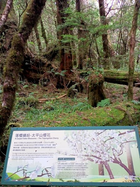 宜蘭太平山 - 檜木原始林步道、鐵杉林自然步道（2-2 太平詩路至翠峰景觀道路）【走路趣尋寶】2245248