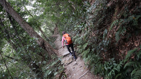 唐麻丹山登山健行趣(中級山)1903442