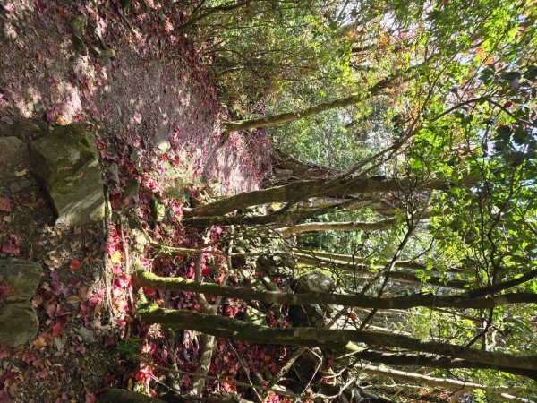 鳶嘴稍來山之楓紅／雲海2974063