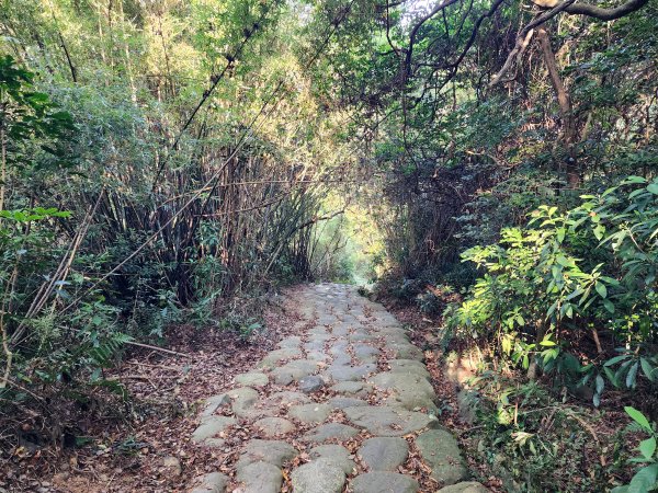 新竹湖口｜萬年道、仁和步道、金獅古道、漢卿步道2912217