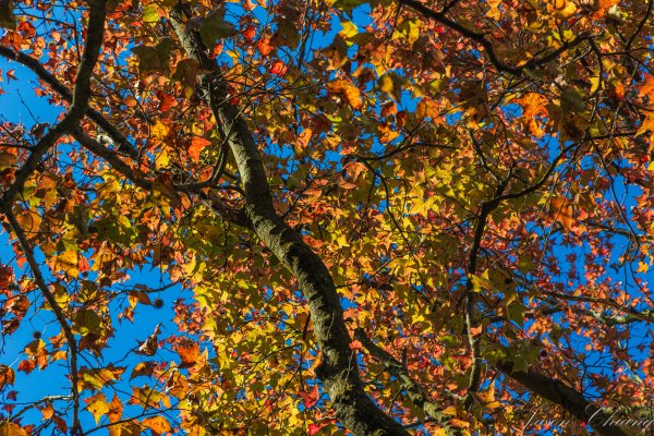 [台北]紗帽山2956575