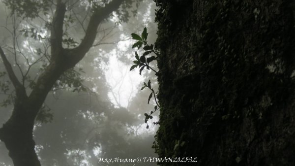 《雲林》望好望角｜石壁山嘉南雲峰步道(中側登山口）202506072805505