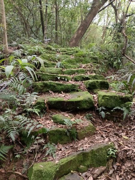 瑞芳區後凹古道+金字碑古道+三貂嶺山+三貂大崙O型2761693
