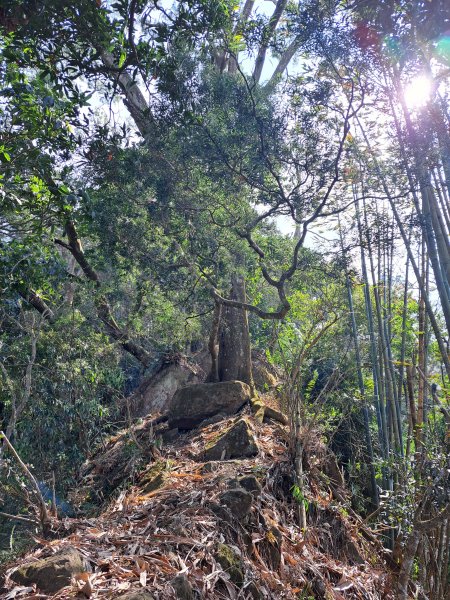 竹山八通關古道社寮段+陳東坑山+溪洲大山ｄ型走202302192037468