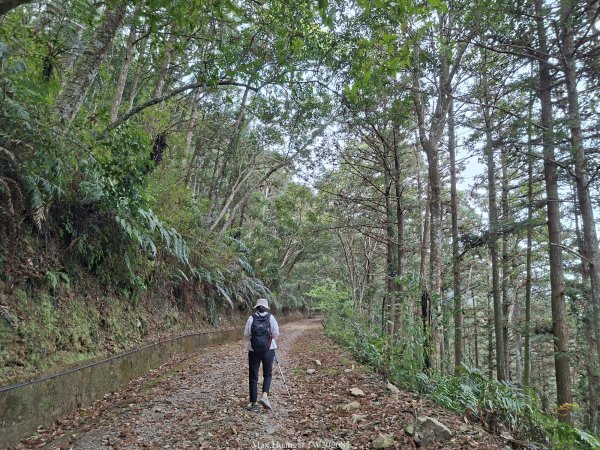 《南投》松濤徐徐｜惠蓀林場關刀山林道上巨松台環山嵐小徑202603213021369