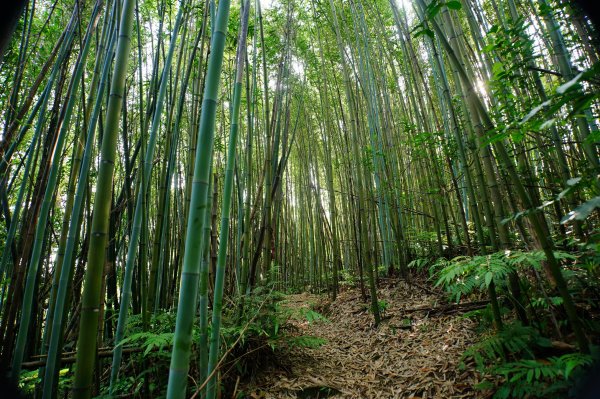 桃園-三峽 十三分山、金面山、金山面山、山麻坑山、茄苳坑山、阿屘尖3049241