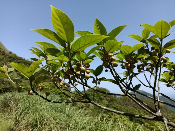雙溪區不厭亭+牡丹山+樹梅坪+鷹石岩山神廟+不厭亭+奉憲示禁碑+三貂崙+不厭亭8字走2766244