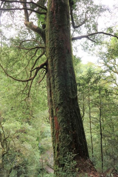 〔桃園復興〕拉拉山巨木，史詩級魔幻森林，75公頃紅檜 扁柏森林浴2237143