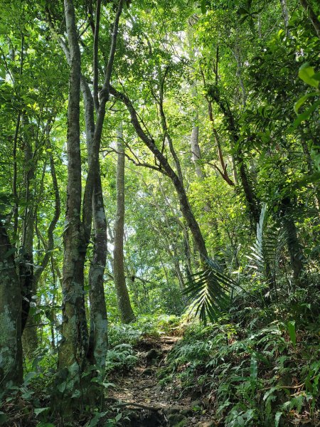 關西赤柯山,東獅頭山步道2281820