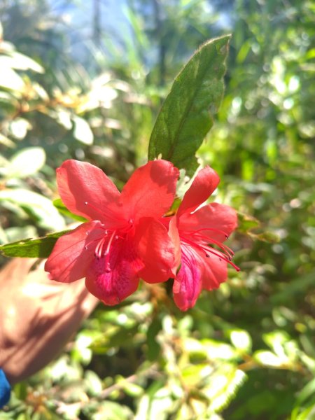 唐麻丹山 蝴蝶谷2918831