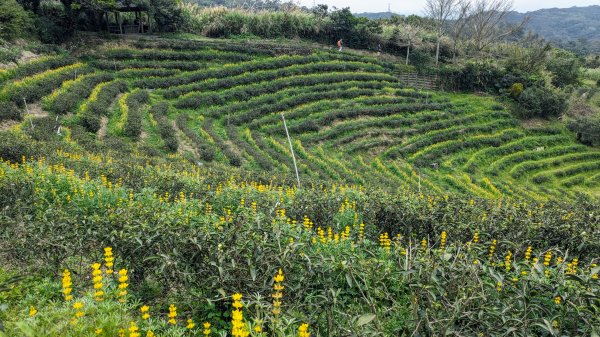 大北坑魯冰花2435745