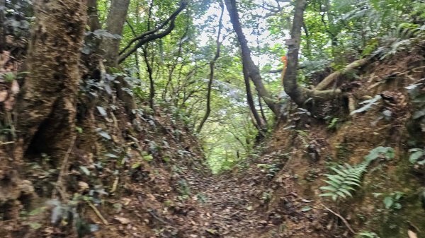 20260316艋舺崙古道-新路尾山-大竹林山3018613