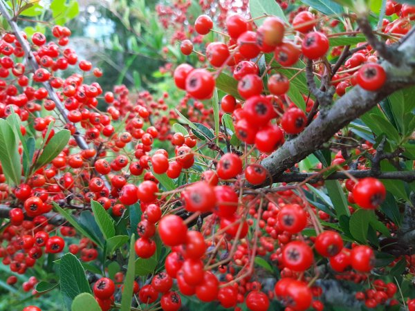 深秋。楓紅1190502