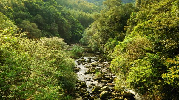 芳草碧連天~淡蘭中路中坑崩山坑古道O型913721