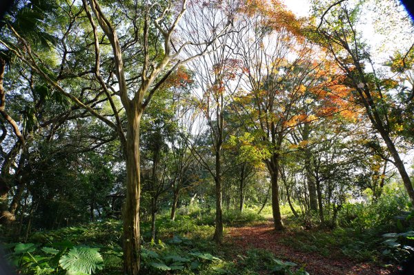 新竹 關西 蓬萊仙島山、石牛山、油井窩山、福大山2982379