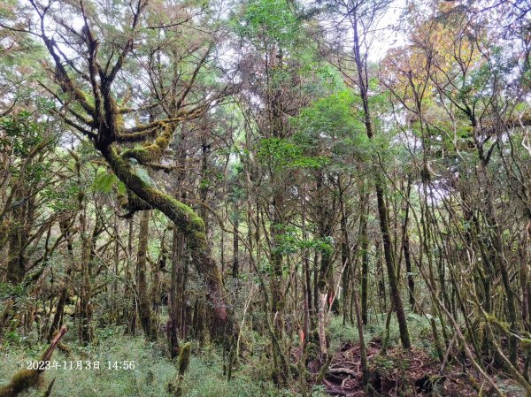 三星山+三星池+望洋山+太平山山毛櫸2432921