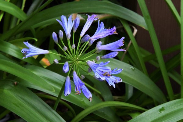 2016_0626_台北植物園步道2083135