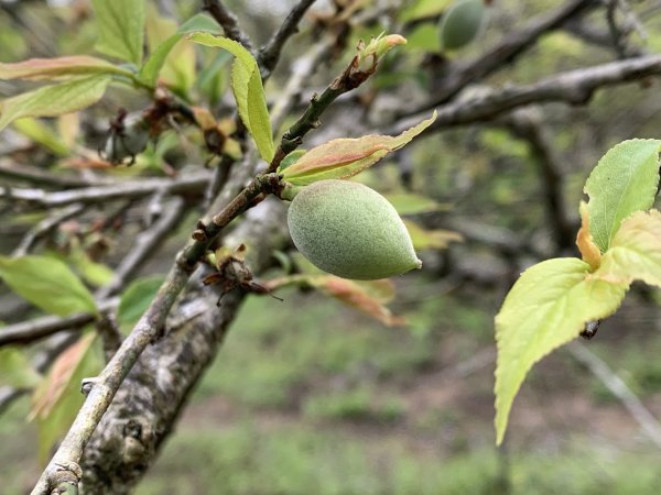 20250129高雄塔羅留山-塔羅留山南峰-他果晏山2705284