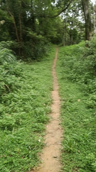 20250607 新竹竹東三山(樹杞林山 - 新具庄山 - 員崠子山)  O型2808893