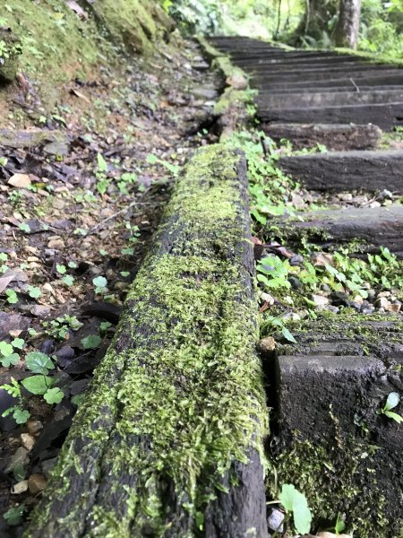 小百岳 編號89號 鯉魚山893494