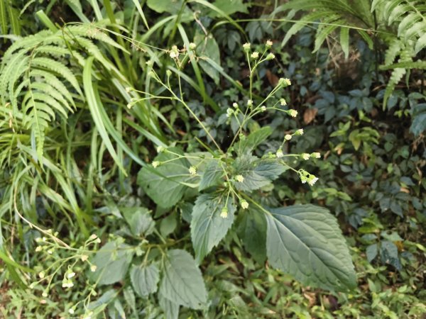 [百山百鳥尋旅-11/15] 2025_0927 大屯主峰-連峰步道_大屯山南峰2899413