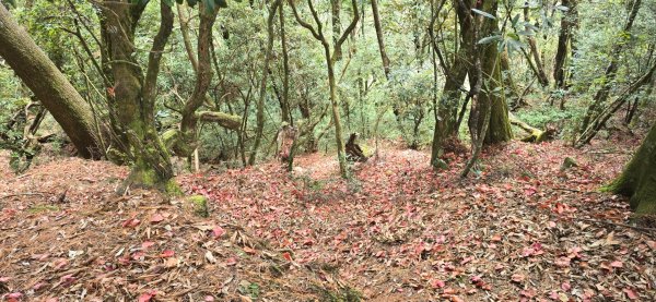 稍來山楓葉2973930