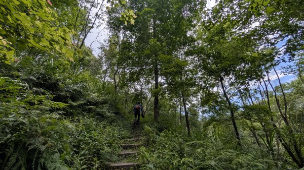 115.05.23枕頭山-枕頭山西峰-薑母島之旅3061273
