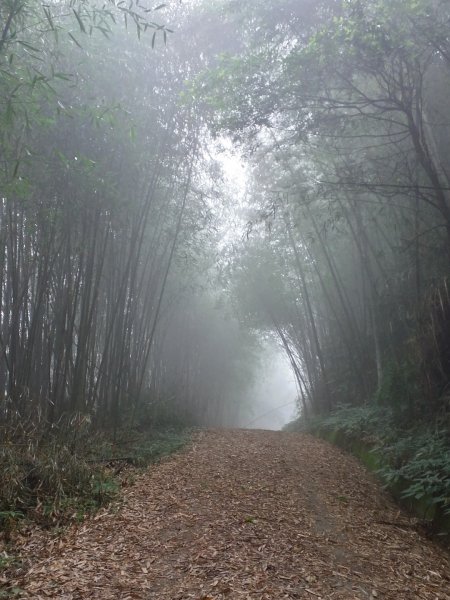 大凍山/霹靂山/雲之道/櫻之道696962