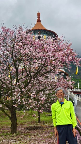 #天元宮 #吉野櫻 #頂湖小鎮 #紫藤 3/283024014