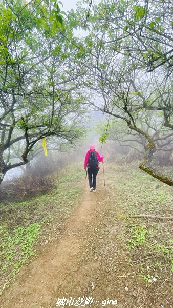 【台南。 南化】迷霧山徑。 小百岳集起來。 編號70小百岳~刣牛湖山登山步道1610466