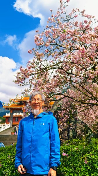 #綠繡眼 訪花 #吉野櫻 #天元宮 #楓樹湖 03162736693