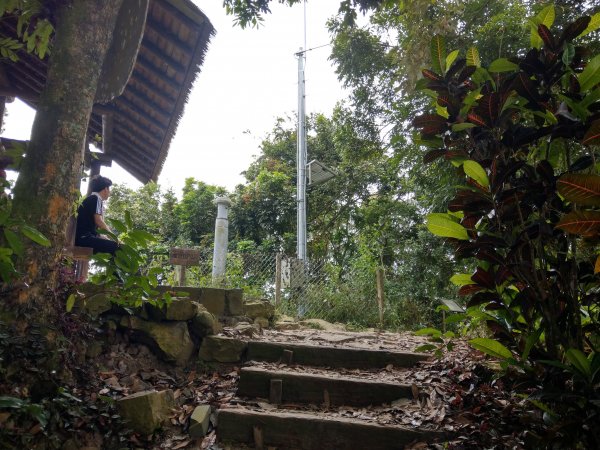 搭阿里山森鐵去登獨立山(小百岳#58)。走大巃頂賞茶園風光 (2020/11/8)1427695