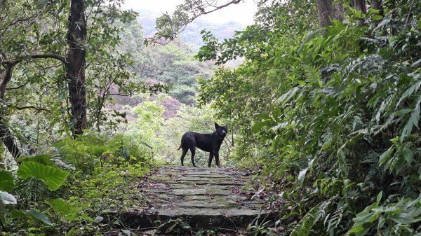 20251127菁苗步道-紅樓秘境-環七星步道O型2947317