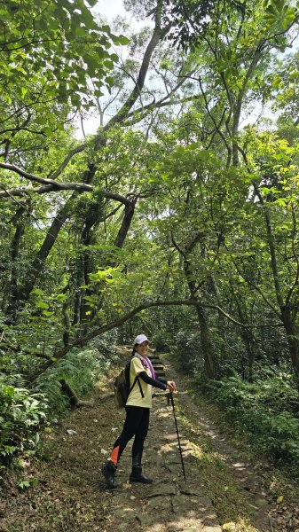 陽明山優質經典步道，興福寮古道，雲霧繚繞的向天池2815626