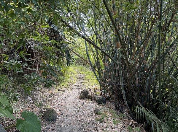 [漫遊縱谷 愛在花東] 2025_1018 米棧古道(第二回)2921153