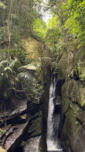 戲水（鴛鴦2786749