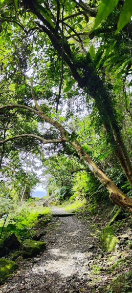 花蓮瑞穗．富源國家森林遊樂區景觀步道202602203013177